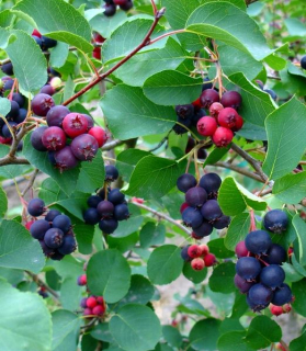 Amelanchier alnifolia 'Honeywood'